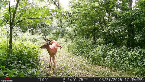 Tiny photo for Curryville, MO 63339 (MLS # 25045755)