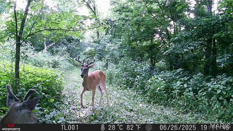 Tiny photo for Curryville, MO 63339 (MLS # 25045755)