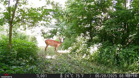 Tiny photo for Curryville, MO 63339 (MLS # 25045755)