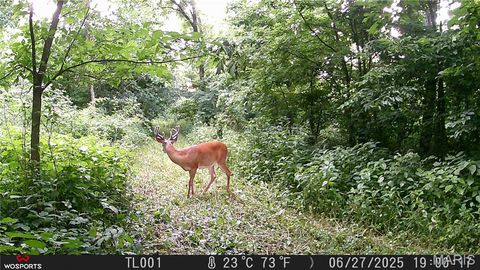 Tiny photo for Curryville, MO 63339 (MLS # 25045755)