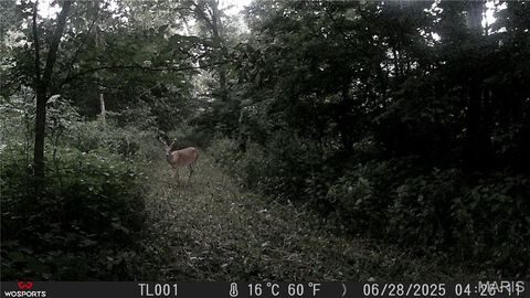 Tiny photo for Curryville, MO 63339 (MLS # 25045755)