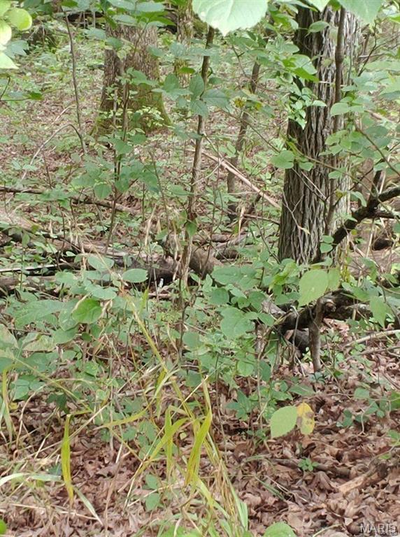 Lake Sherwood Estates - Land