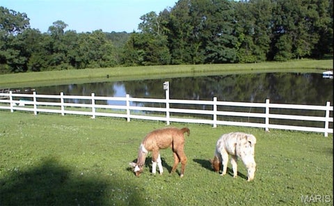 Tiny photo for 10954 Tom Frost Road, Catawissa, MO 63015 (MLS # 26056367)