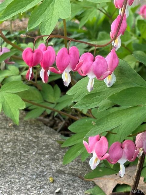 Tiny photo for 1315 Ridge Road, Wildwood, MO 63021 (MLS # 26003665)