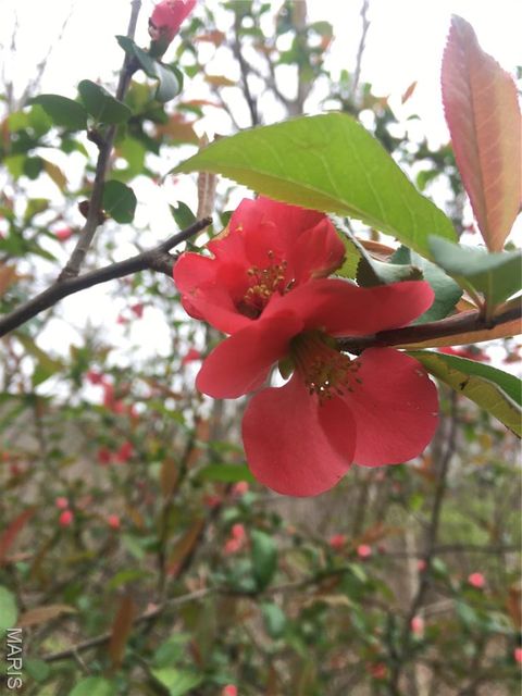 Tiny photo for 1315 Ridge Road, Wildwood, MO 63021 (MLS # 26003665)