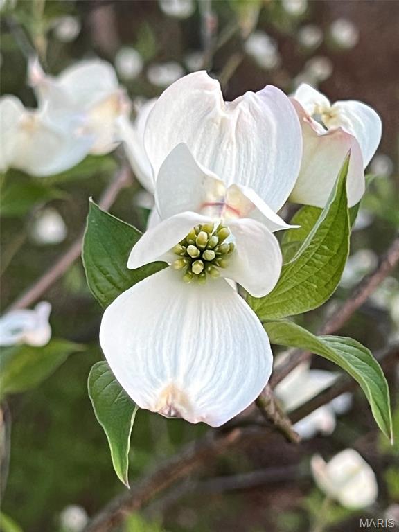 Ridge Road Farms - Residential