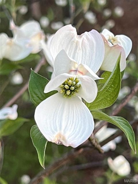 Tiny photo for 1315 Ridge Road, Wildwood, MO 63021 (MLS # 26003665)