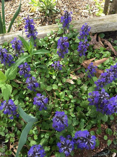 Tiny photo for 1315 Ridge Road, Wildwood, MO 63021 (MLS # 26003665)