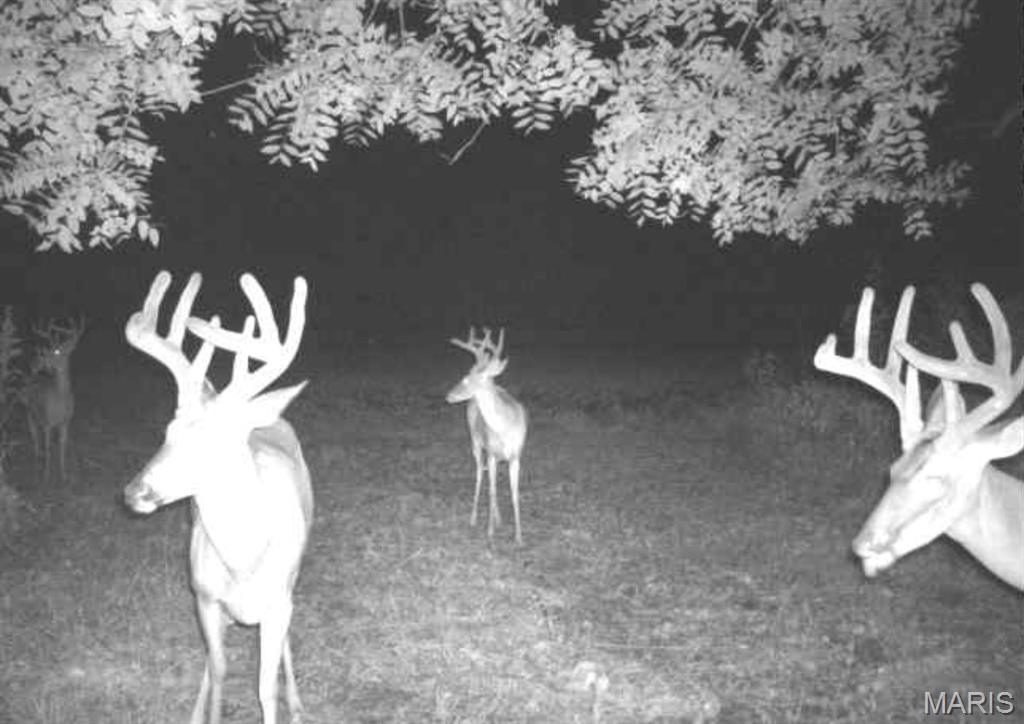 0 Old Williamsburg Rd 37.48 AC