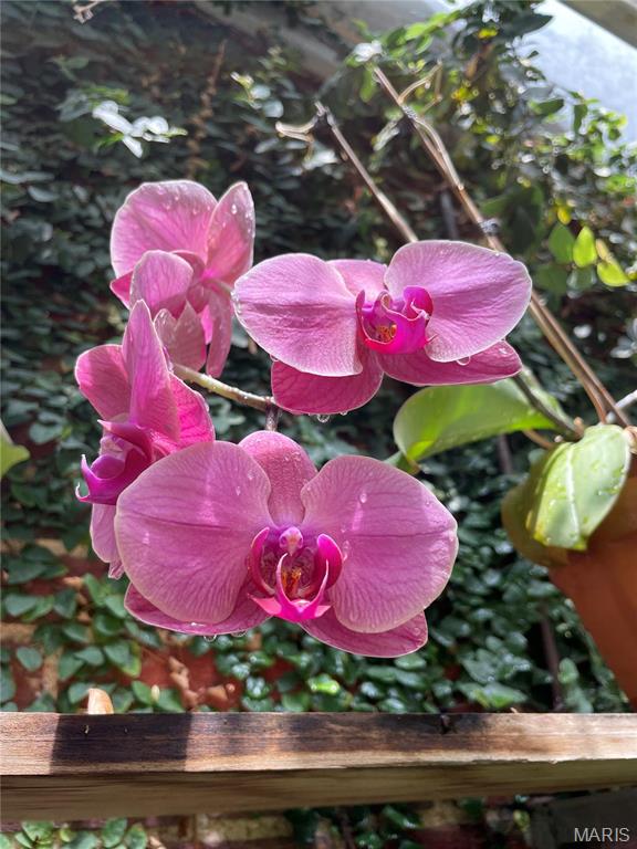 St Louis, Missouri 63119, United States, 5 Bedrooms Bedrooms, ,3 BathroomsBathrooms,Residential,Active,105091