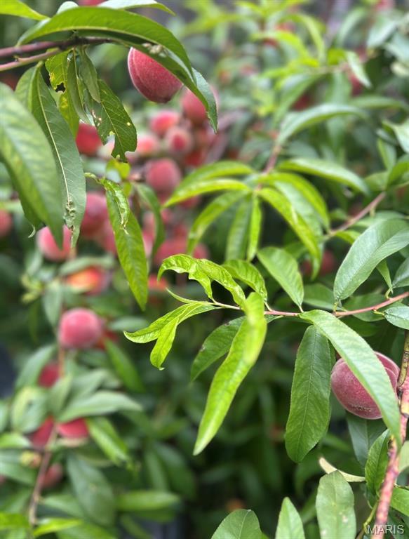 Od Tuckers Sub - Residential