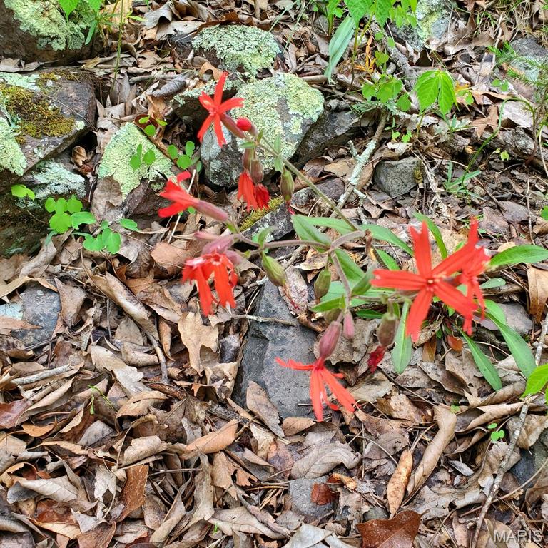 Murdock Crumb Sub - Land