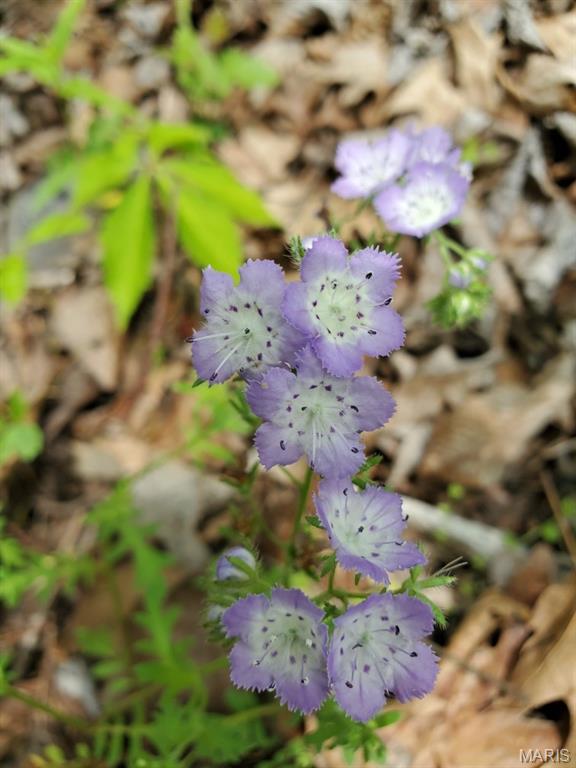 Murdock Crumb Sub - Land