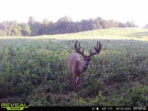 Tiny photo for TBD 00 County Road 274 #115, Chamois, MO 65024 (MLS # 26030207)