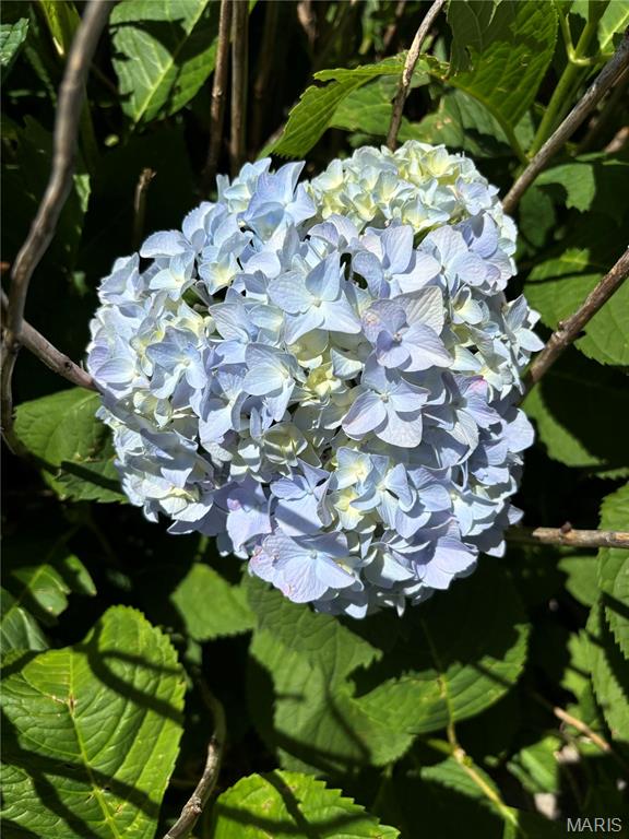 903 & 917 N 5th St - Residential