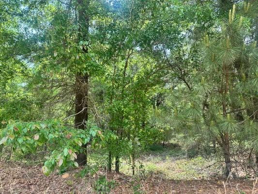 WARBONNET RD, SPRINGFIELD, SC 29146 - Image 29ba4ee34a6883f6460ef5ca583e9dca/2205559899