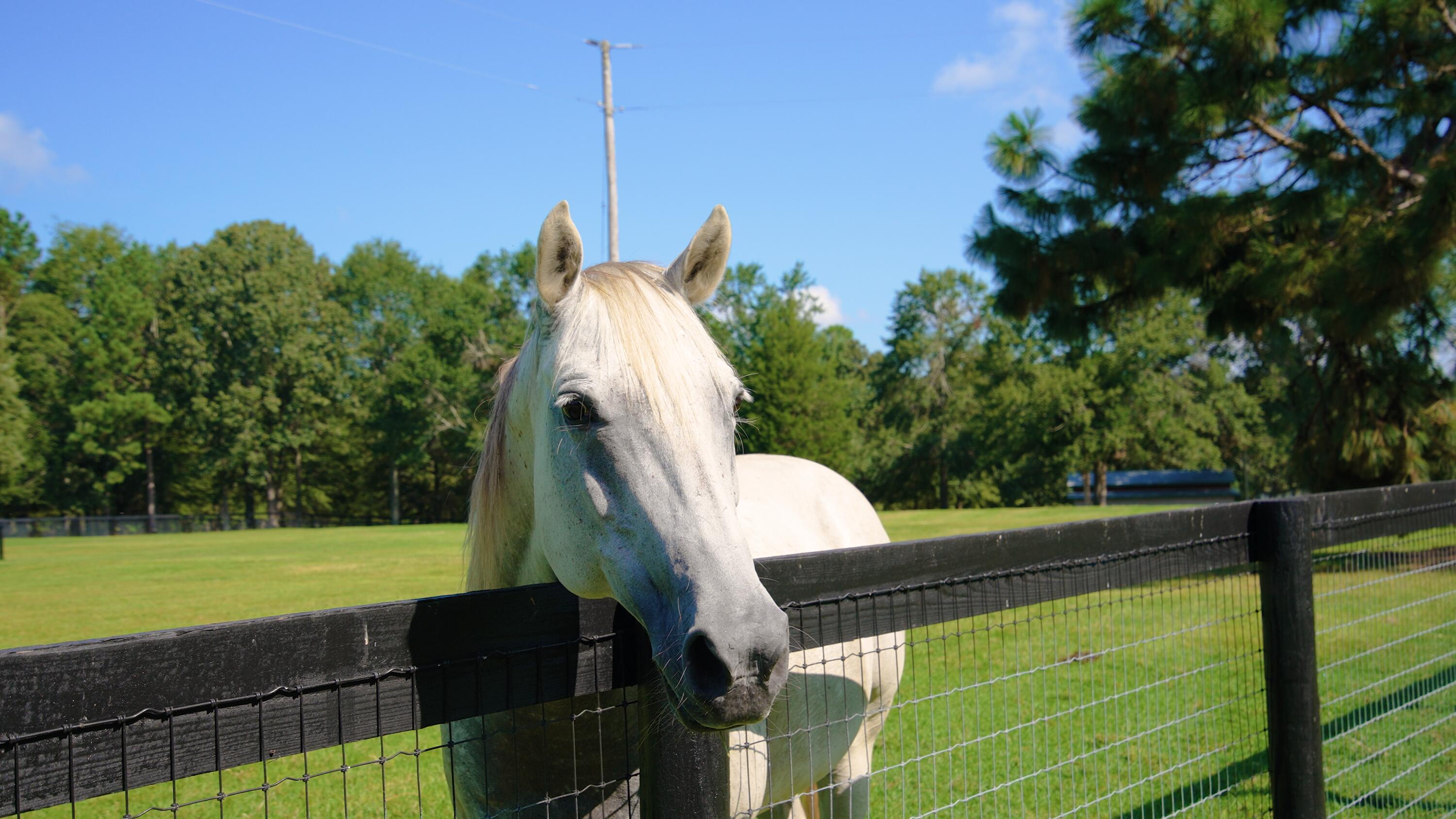 1107 Gray Mare Hollow Road