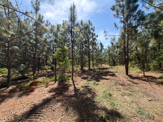 128 HOLSTEIN RD, WAGENER, SC 29164 - Image 4b2ee7d3ce7a55252ddb6bcaf181c5b0/580087930