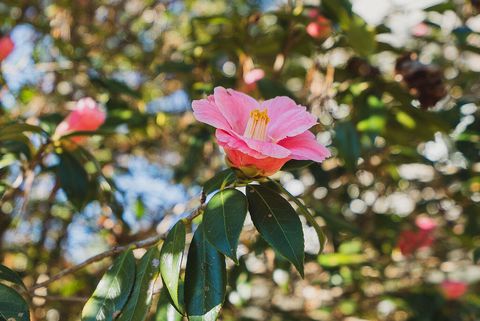 Tiny photo for 105 Florence Street SW, Aiken, SC 29801 (MLS # 220856)