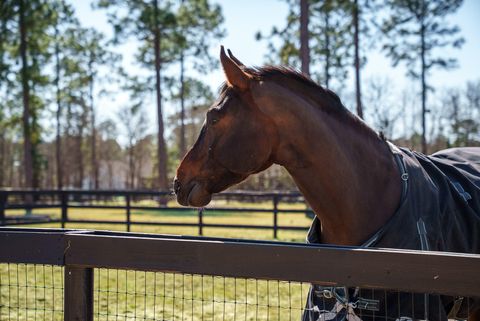 Tiny photo for 160 Dasher Circle, Aiken, SC 29803 (MLS # 222267)