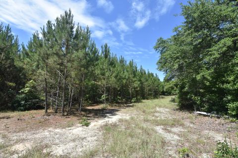 Unimproved Land in Wagener SC 181 Buckboard Road.jpg