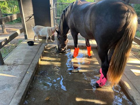 Tiny photo for 127 & 0 Martin Hollow Road, Aiken, SC 29803 (MLS # 221664)