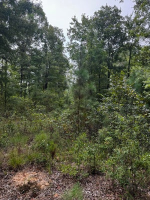 183 GABE RD, JOHNSTON, SC 29832 - Image 76fea2e644ede9d7fc7cf0c8651c7f49/3174472868