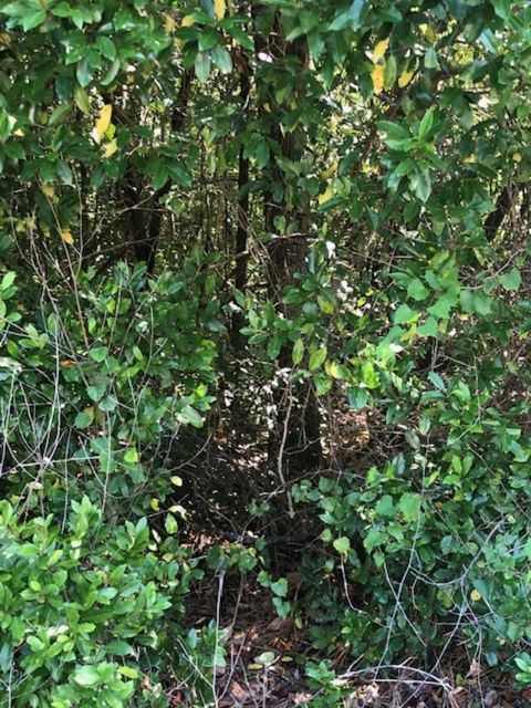 0 Sweetwater Lane Barnwell SC 29812