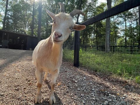 Tiny photo for 127 Martin Hollow Road, Aiken, SC 29803 (MLS # 221666)