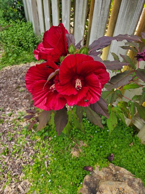 Tiny photo for 3039 Tarleton Court, Beech Island, SC 29842 (MLS # 218200)