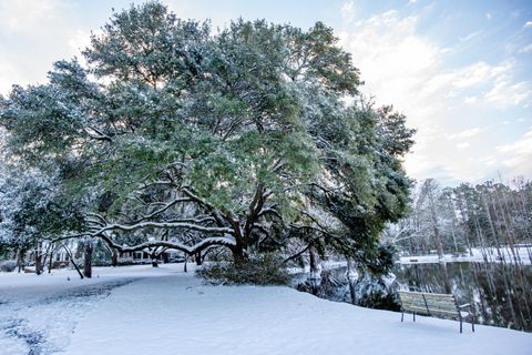 Tiny photo for 4446 Char Augusta Road, Bamberg, SC 29003 (MLS # 220748)