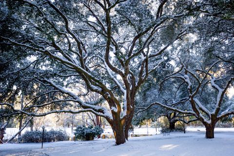 Tiny photo for 4446 Char Augusta Road, Bamberg, SC 29003 (MLS # 220748)