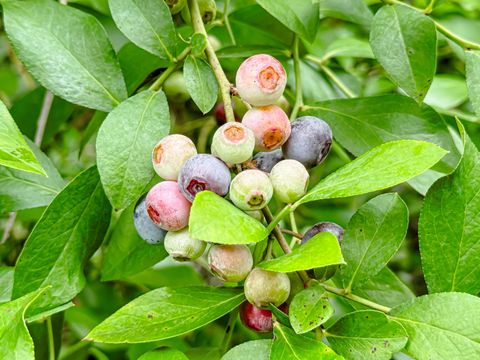 Tiny photo for 4446 Char Augusta Road, Bamberg, SC 29003 (MLS # 220748)