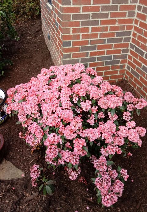 Tiny photo for 764 Blue Roan Court, Warrenville, SC 29851 (MLS # 215166)
