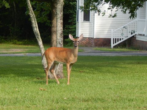 Tiny photo for 155 Garden Drive, Williston, SC 29853 (MLS # 218079)