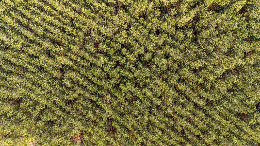 Piney Wood Pineywood Road