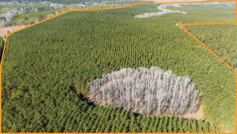 Piney Wood Pineywood Road Saluda SC 29138