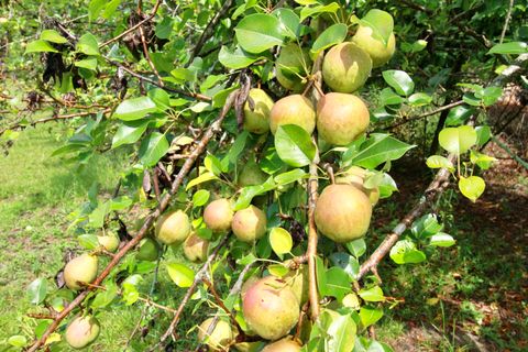 Tiny photo for 924 W Martintown Road, North Augusta, SC 29841 (MLS # 218481)