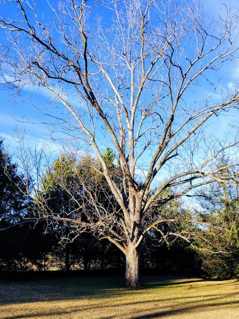 Tiny photo for 508 E Wise Street E, Trenton, SC 29847 (MLS # 221343)