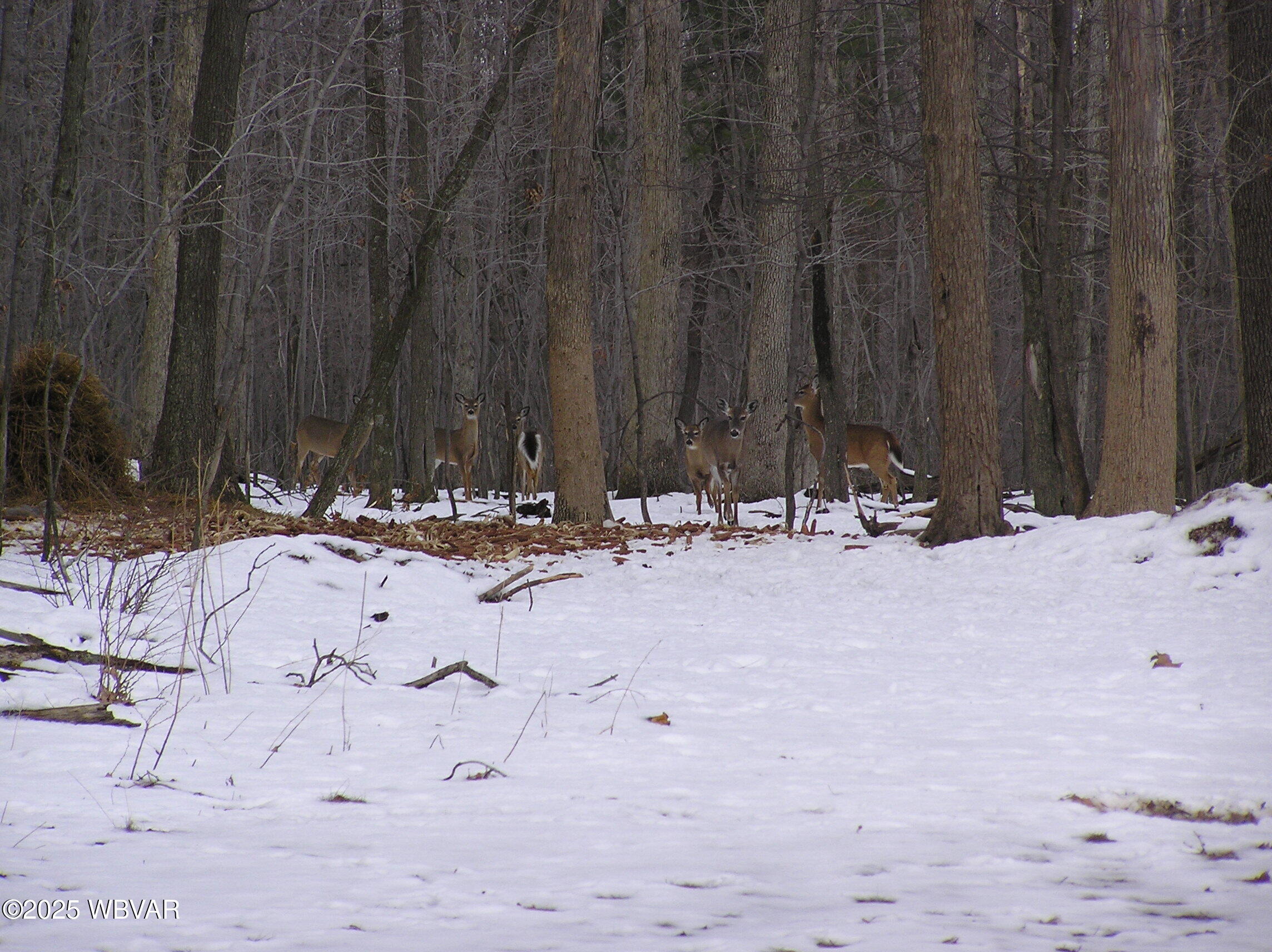 Lock Haven, Pennsylvania 17745, United States, ,Land,Active,35465