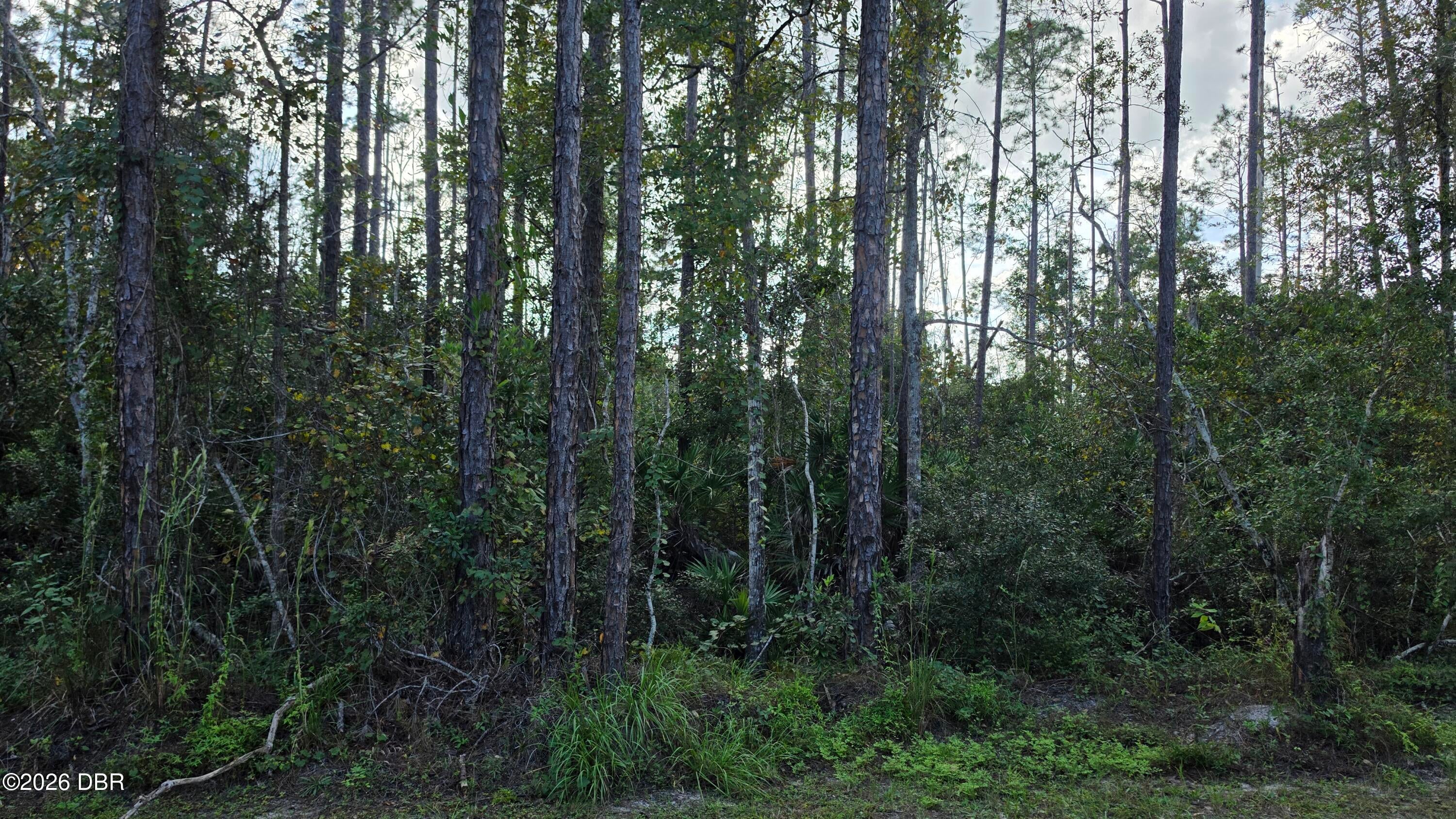 163 Conifer Lane