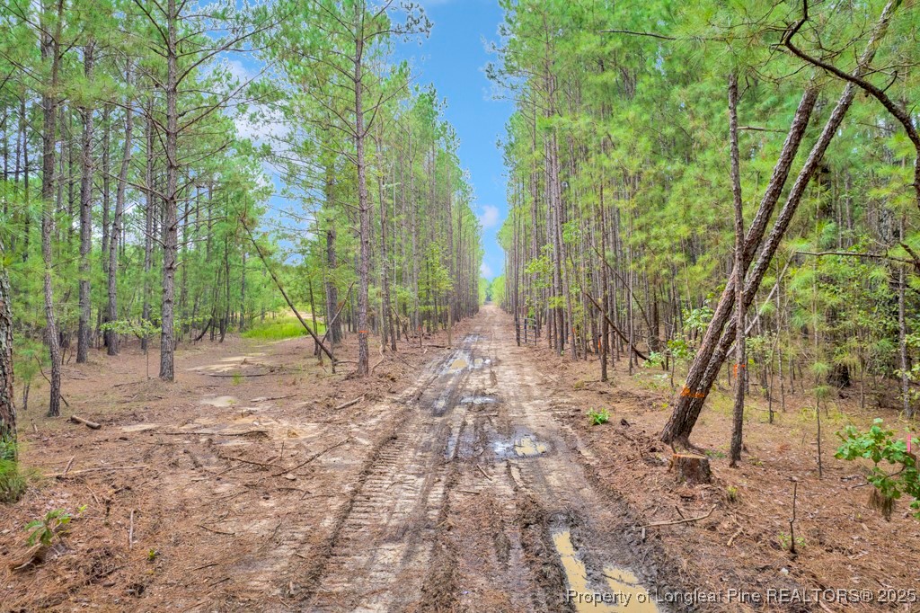 00 Blue Woods Road