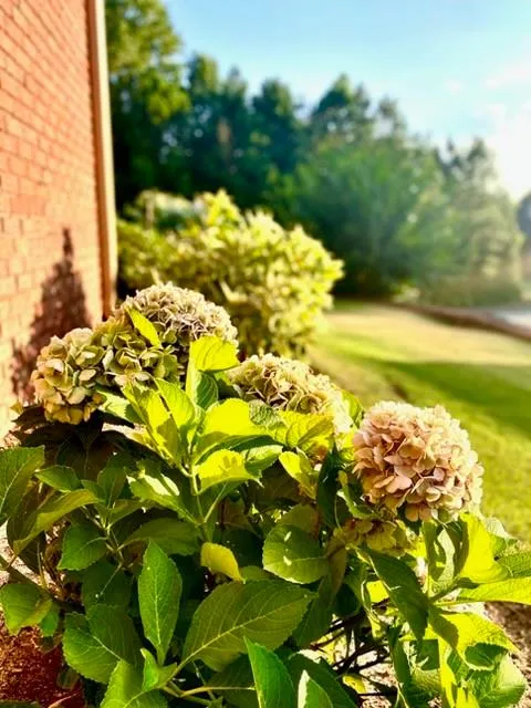 Additional image 133 of 71 Greystone Court, Smiths Station, AL 36877