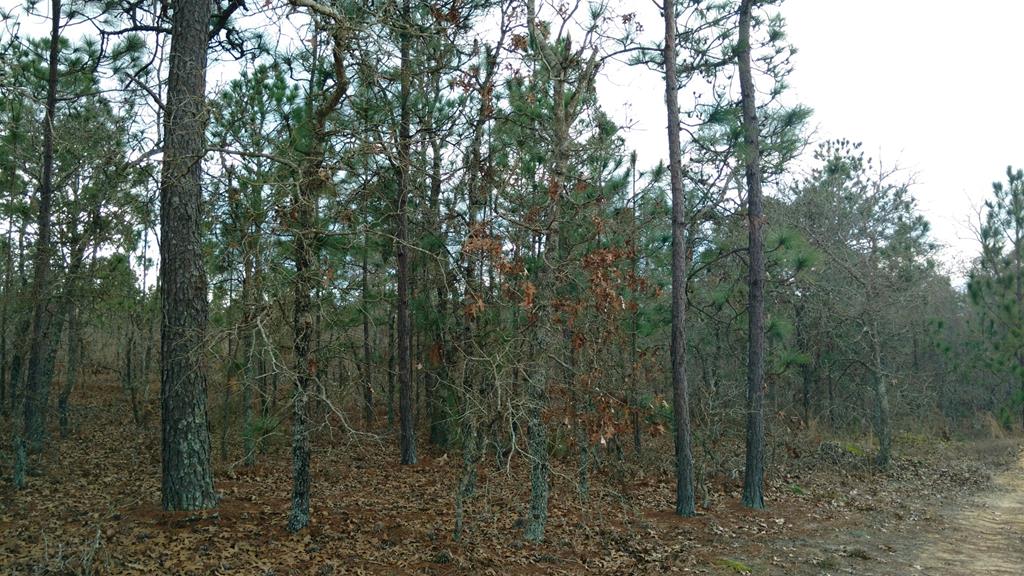 Photo 1 of 1 — 1960 HIGHWAY 41 SOUTH, BUENA VISTA, GA 31803