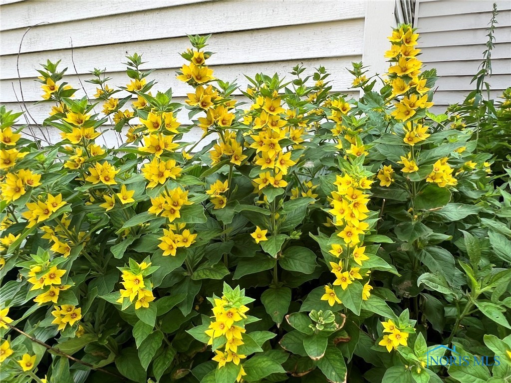 Bloomdale, Ohio 44817, United States, 3 Bedrooms Bedrooms, ,1 BathroomBathrooms,Residential,Active,86429