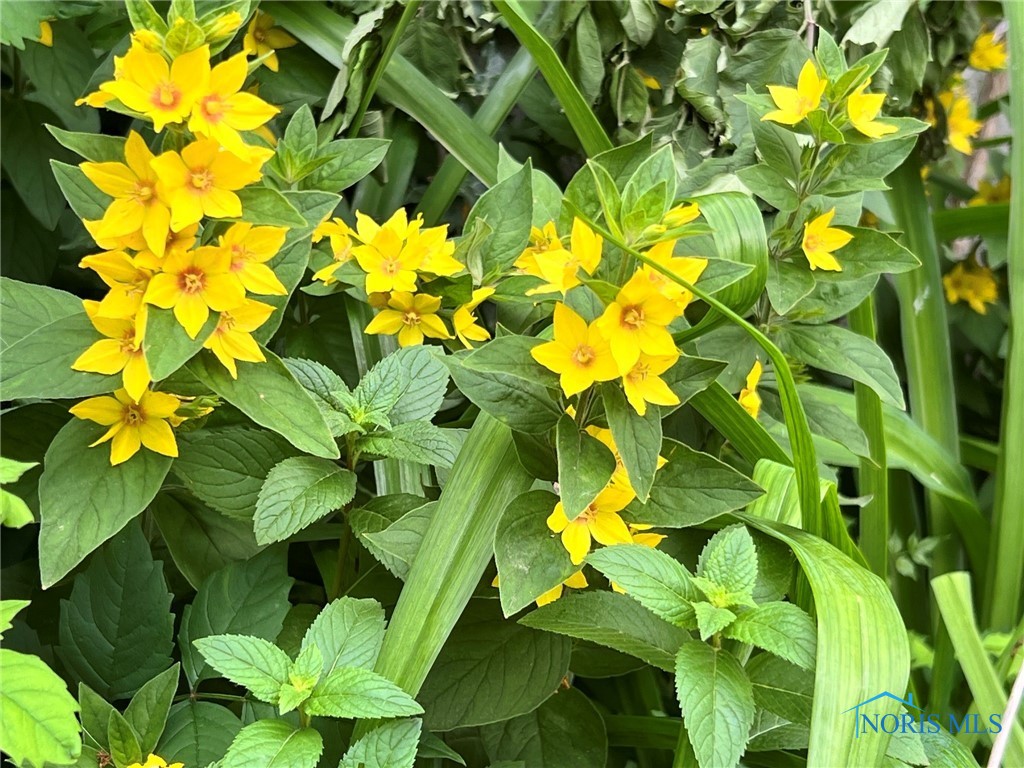 Bloomdale, Ohio 44817, United States, 3 Bedrooms Bedrooms, ,1 BathroomBathrooms,Residential,Active,86429