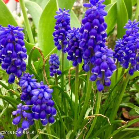 Tiny photo for 126 Edgerton Drive, Waterville, OH 43566 (MLS # 10003781)