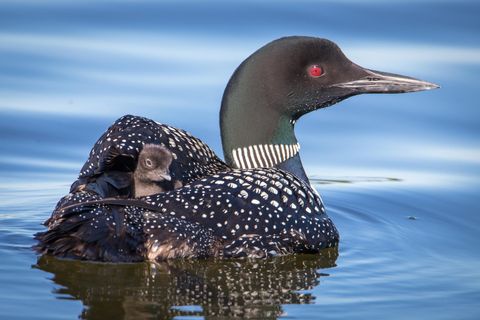 301xx 513th Avenue Leaf Lake Twp MN 56571