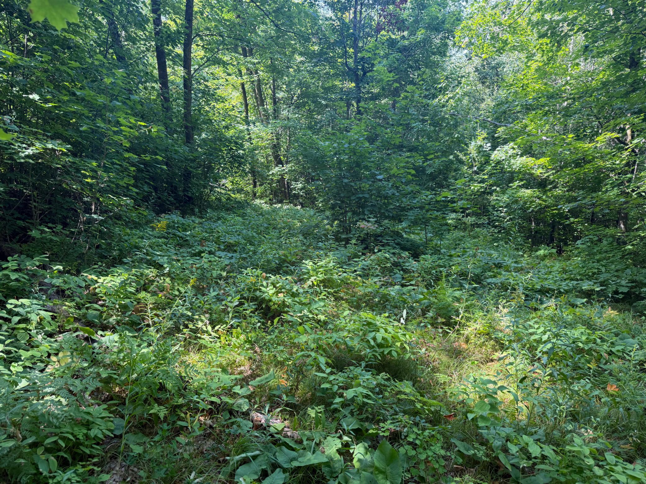 TBD S Tulaby Lake LN