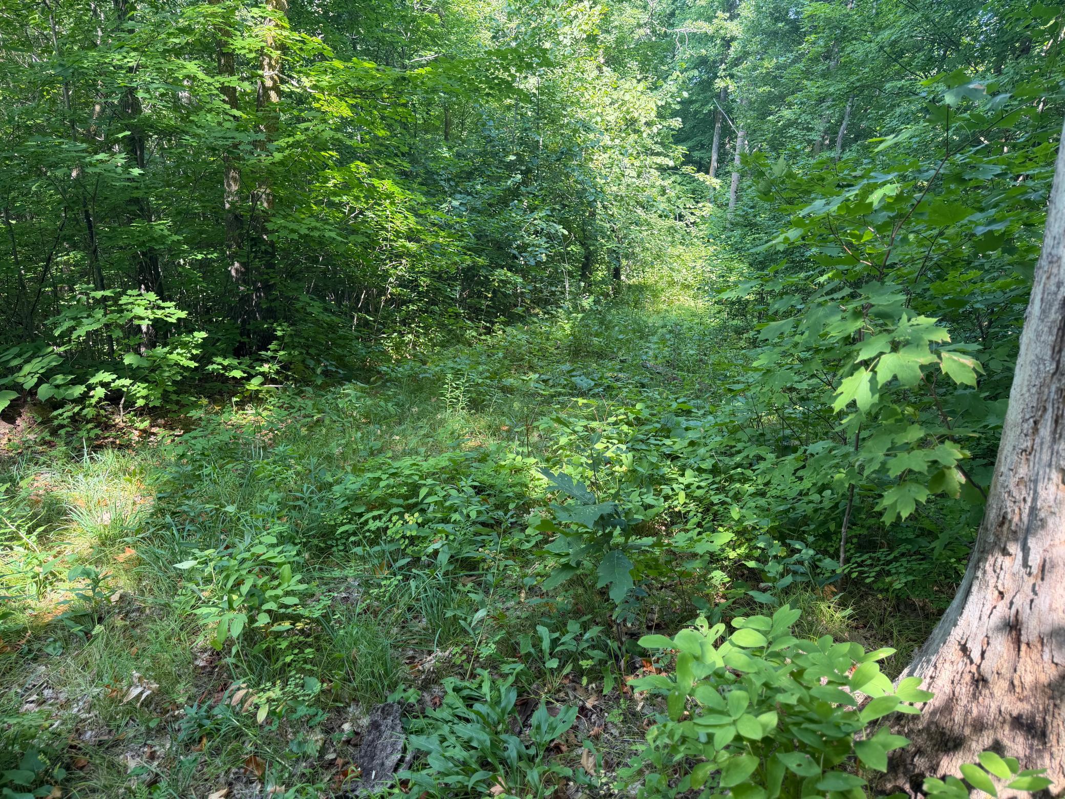 TBD S Tulaby Lake LN